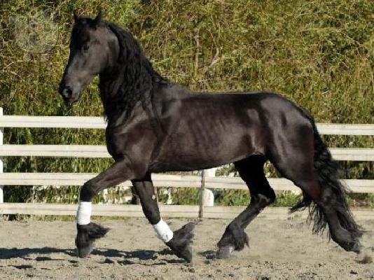 PoulaTo: Πανέμορφο άλογο Κόλι με γένι
